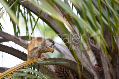 Squirrel monkey eating