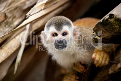 Squirrelmonkey