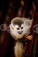 Squirrel monkey