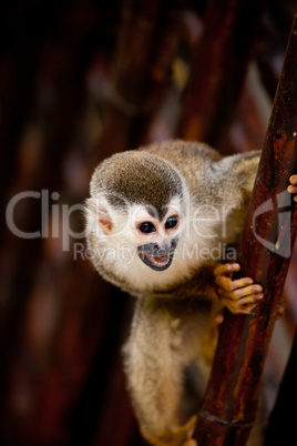 Squirrel monkey with mouth open