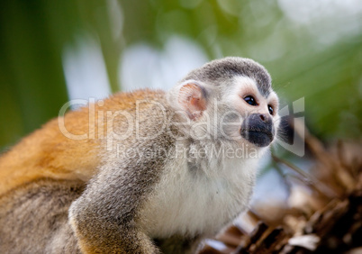 Squirrel monkey