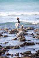 Brown pelicans