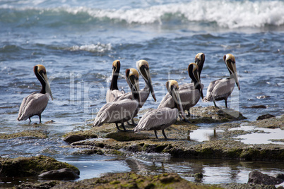 Brown pelicans in Costa Rica