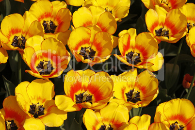 Tulpenbeet (Tulipa rot und gelb mit rotem Rand) Tulpenbeet (Tulipa rot und gelb mit rotem Rand)