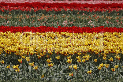 Tulpenfeld in Lisse, Niederlande - Tulip field in Lisse, Netherlands