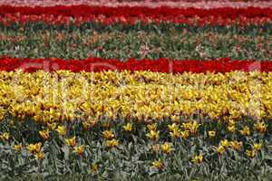 Tulpenfeld in Lisse, Niederlande - Tulip field in Lisse, Netherlands