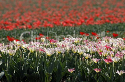 Tulpen-Feld - Tulip field