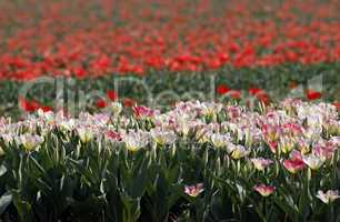 Tulpen-Feld - Tulip field