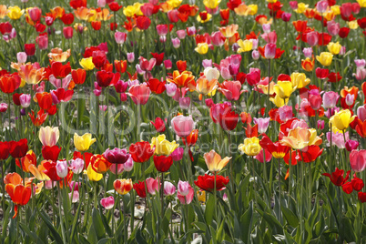 Tulpenfeld bei Gegenlicht im Osnabrücker Land, in Bad Iburg, Niedersachsen