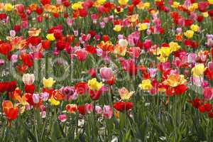 Tulpenfeld bei Gegenlicht im Osnabrücker Land, in Bad Iburg, Niedersachsen