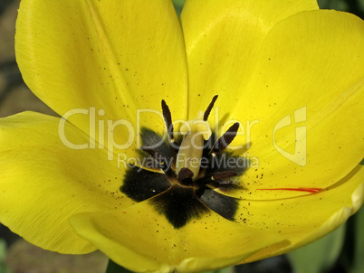 Tulpenkelch - Tulip detail