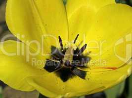 Tulpenkelch - Tulip detail