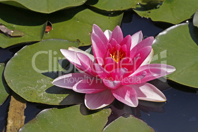 Nymphaea-Hybride, Seerose