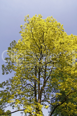 Robinia pseudoacacia, Gold-Akazie