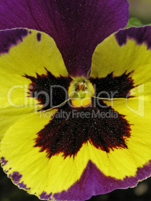 Viola wittrockiana, Garten-Stiefmütterchen