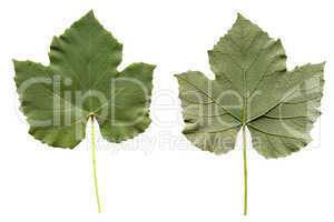 Vitis leaf