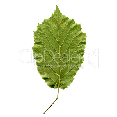 Hazelnut leaf