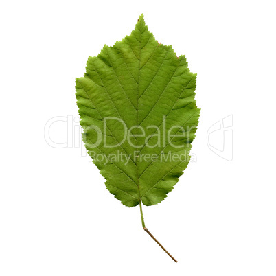 Hazelnut leaf