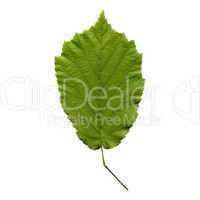 Hazelnut leaf