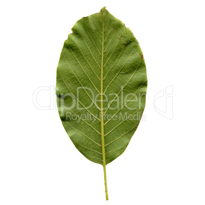 Walnut leaf