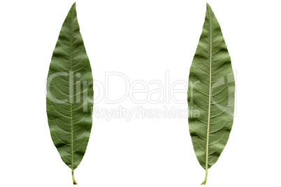 Peach leaf