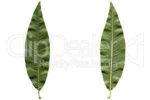 Peach leaf