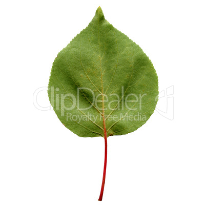 Apricot leaf