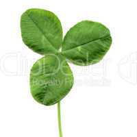 Shamrock