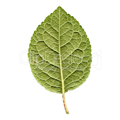 Prune leaf