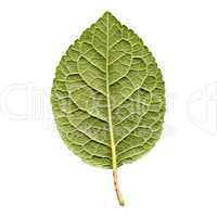 Prune leaf