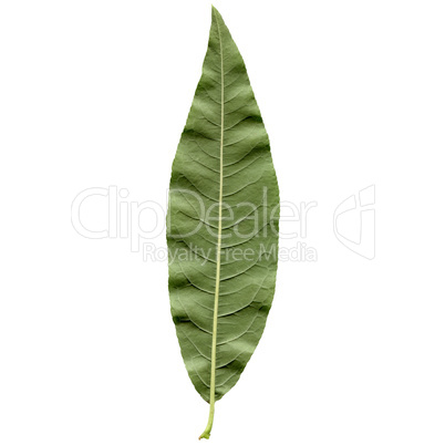 Peach leaf