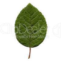 Prune leaf