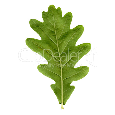 Oak leaf