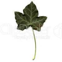 Ivy leaf