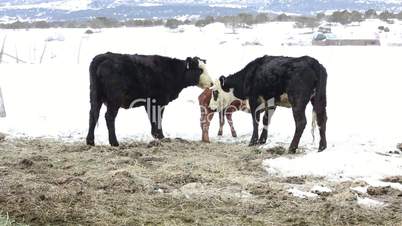 Cows with newborn calf in winter farm P HD 8709