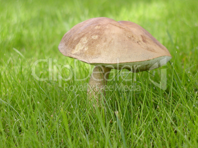 Mushroom