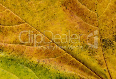 Leaf texture