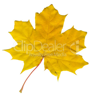 maple leaf