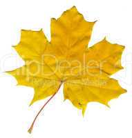 maple leaf