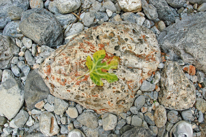 Blatt auf einem Stein