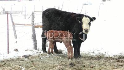Newborn calf feed on mother P HD 8711