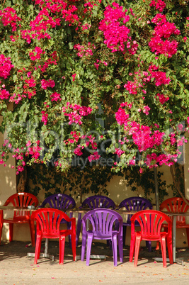 Blumen an einem Cafenion auf Kreta