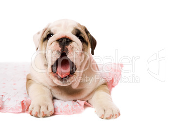 Yawning puppy