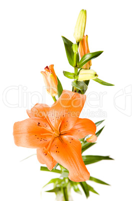 Orange lily