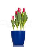 Red tulips in blue flowerpot