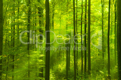 Green forest in springtime