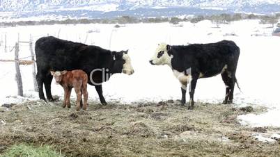 Newborn calf with mother cow in snow P HD 8710