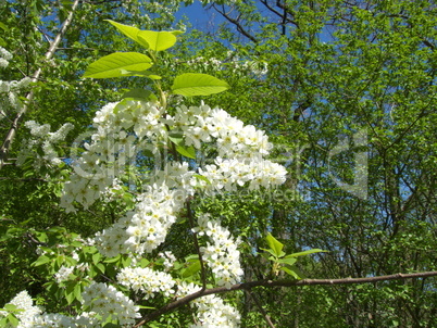 Tree in bloom