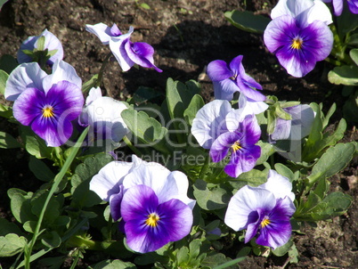 Pansies