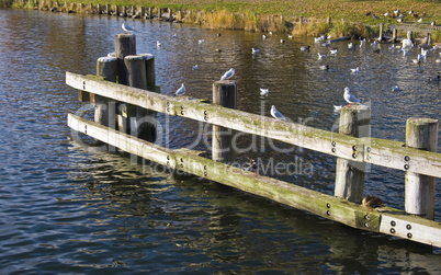 Seagulls